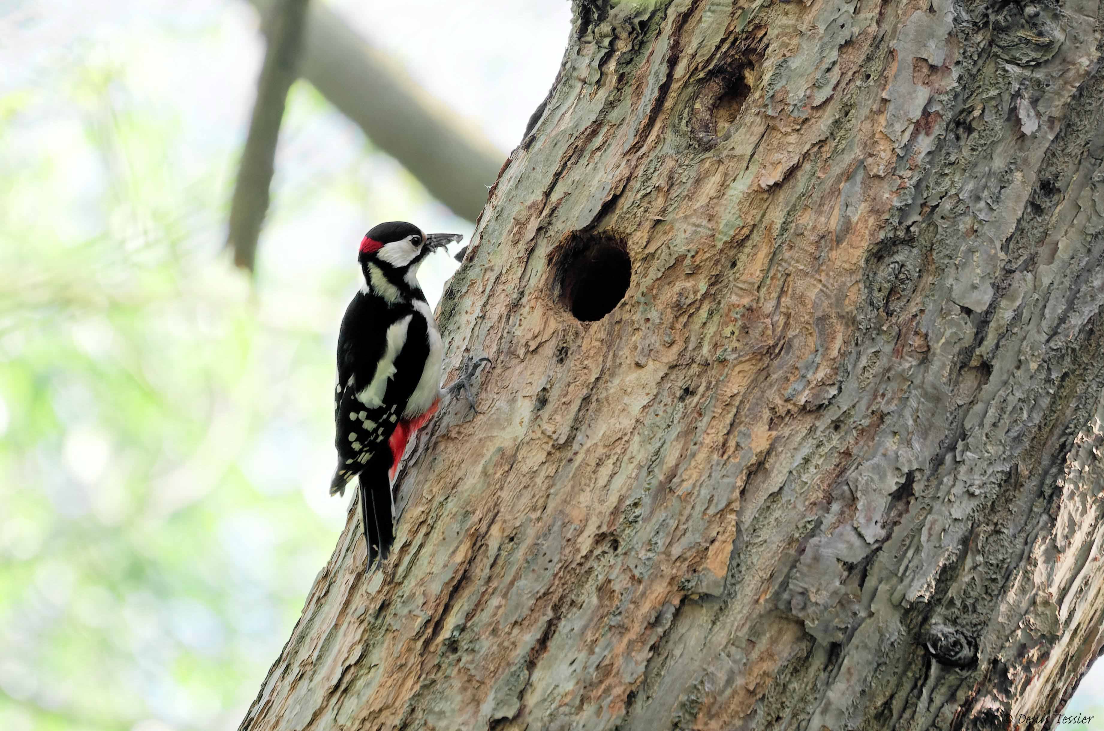 un pic épeiche, un oiseau parmi la biodiversité de la ferme